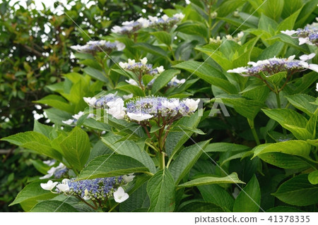 Gaku hydrangea Gaku hydrangea 41378335