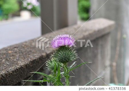 Thistle Thistle 41378336