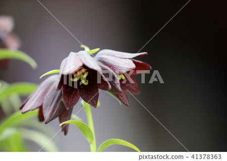 小丑花(2) 小丑花(2) 41378363