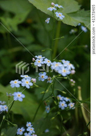 216 Rurisau 41378405