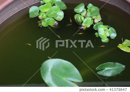 荷花鳳眼蘭和葉子 41378647