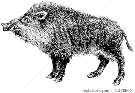 Wild boar pencil Wild boar pencil 41378660