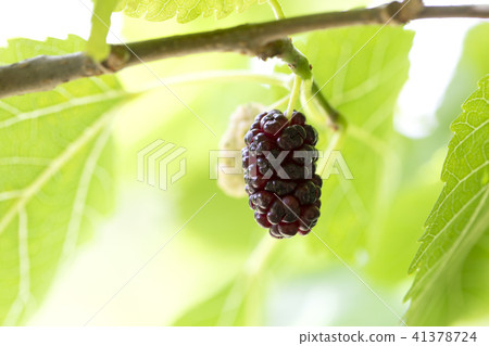 阿耨 阿耨 41378724