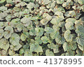 Green leaf on nature backgrounds 41378995