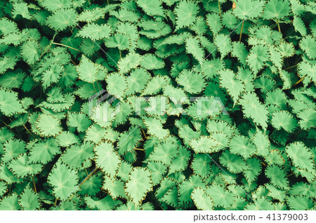 leaf, green, background 41379003