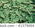 leaf, green, background 41379004