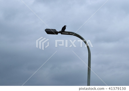 Crow Crow 41379130