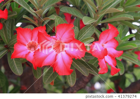 desert rose Tropical flower on a tree  41379274