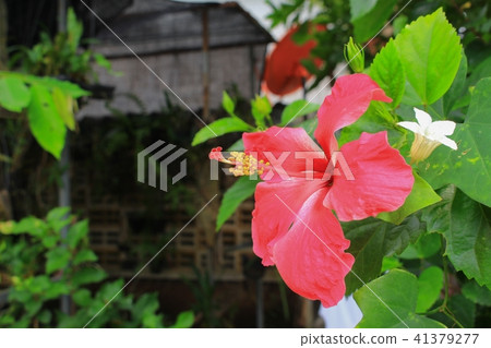 Hibiscus flower beautiful on tree Close up 41379277