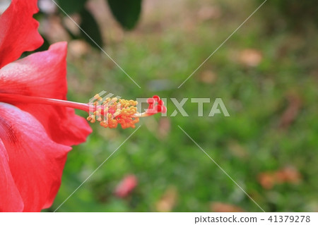 Hibiscus flower beautiful on tree Close up Hibiscus flower beautiful on tree Close up 41379278