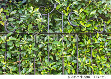 Tree leaf green background. Tree leaf green background. 41379328