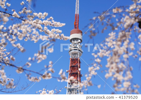 [Sakura sightseeing] Cherry blossom view seen from Zojoji (Tokyo Tower) 41379520