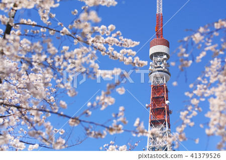 [Sakura sightseeing] Cherry blossom view seen from Zojoji (Tokyo Tower) 41379526