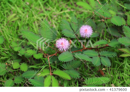 mimosa pudica flower of shy plant 41379600