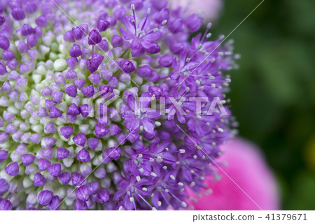 Allium Gigantium 41379671