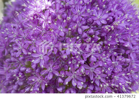 Allium Gigantium 41379672