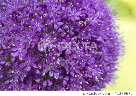 Allium Gigantium 41379673