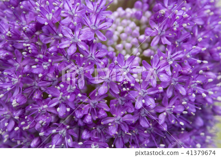Allium Gigantium 41379674