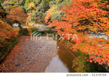 Foliage of autumn leaves Togeo Saishinji along the approach road 41379704