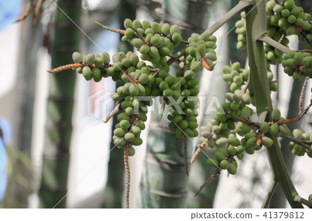 Raja Lipstick Palm  41379812