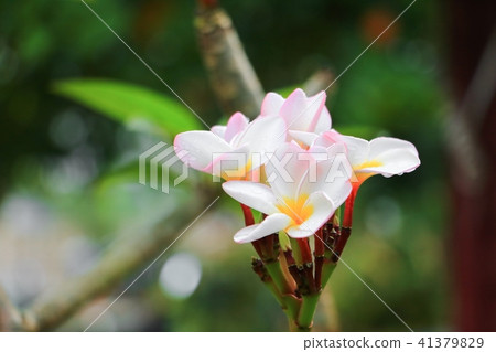 plumeria flower desert rose white and drop water plumeria flower desert rose white and drop water 41379829