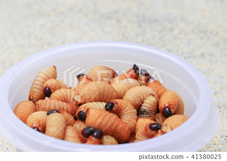 Sago beetle or worm palm weevil red in cup  41380025