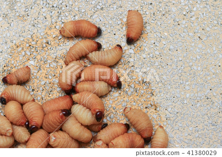 Sago beetle or worm palm weevil red on table 41380029