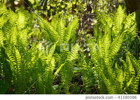 Young leaves of fern 41380386
