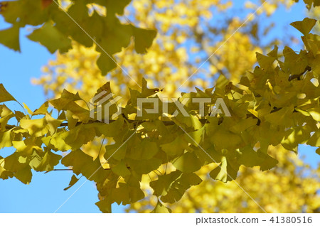 Ginkgo biloba (Chichibu Muse Park / Chichibu city, Saitama Prefecture) Ginkgo biloba (Chichibu Muse Park / Chichibu city, Saitama Prefecture) 41380516