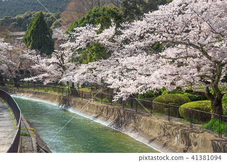 山名春天 山名春天 41381094
