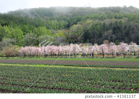 Cherry blossoms in the flower park Park 41381137