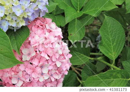Kanagawa prefecture Kaidancho hydrangea festival 41381173