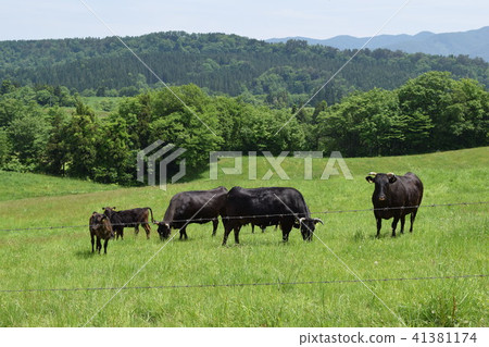 Cattle grazing month Mountain Highland Ranch 41381174