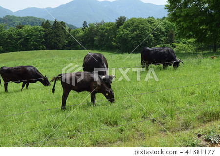 Cattle grazing month Mountain Highland Ranch Cattle grazing month Mountain Highland Ranch 41381177