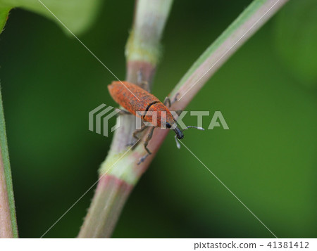 Katsuo Weevil 41381412