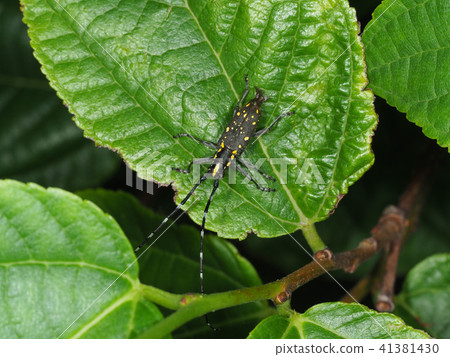 Kiboshikamikiri Kiboshikamikiri 41381430