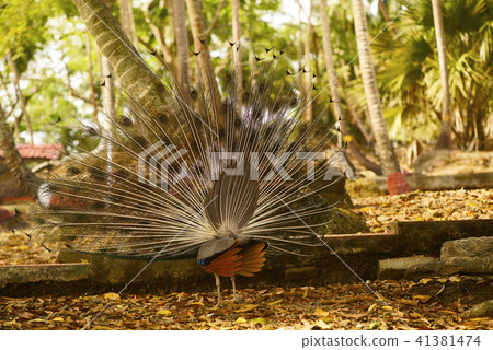 Indian Peacock, Pavo cristatus from rear side  41381474