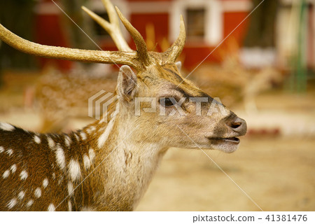Indian Spotted Deer, chital or cheetal Axis axis 41381476