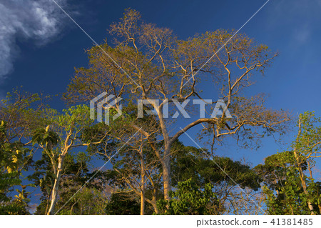 Treescape, Chidiya tapu, Andaman Treescape, Chidiya tapu, Andaman 41381485