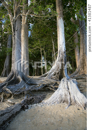 Age old trees as Chidiya Tapu beach, Andaman Age old trees as Chidiya Tapu beach, Andaman 41381487