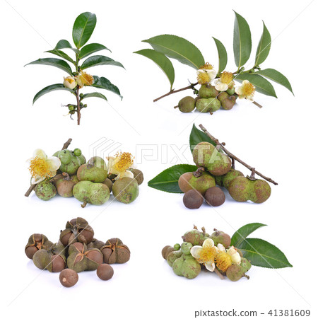 tea seed on white background tea seed on white background 41381609