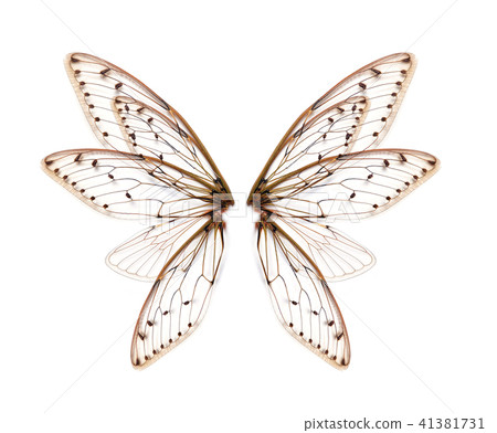 wings of Insect cicada on white bacground 41381731