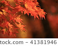 秋葉下午 41381946