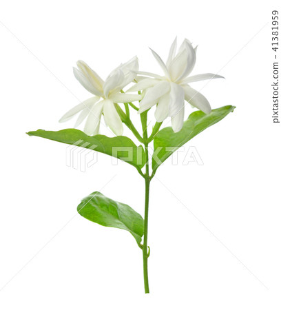 Jasmine isolated on white background 41381959