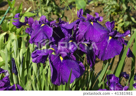 Iris Iris 41381981