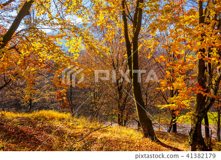 forest on the hillside in orange foliage forest on the hillside in orange foliage 41382179