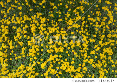 Yellow wild chrysanthemum Yellow wild chrysanthemum 41383017