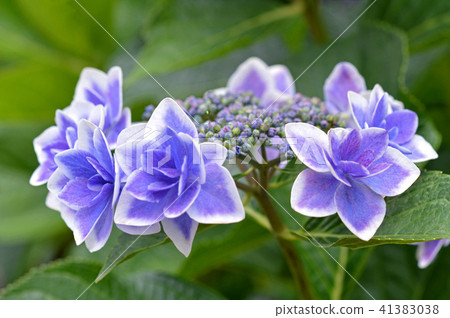 Hydrangea (forehead hydrangea) 41383038