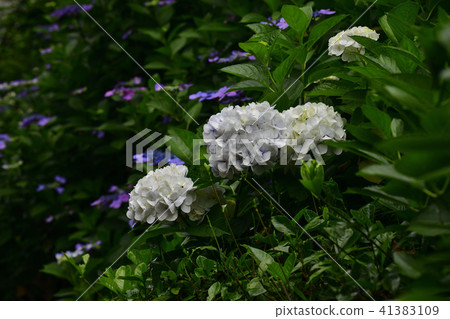 Flower, hydrangea, white, purple, blue @ Akasaka Park, Minami-ku, Sakai city, Osaka prefecture Flower, hydrangea, white, purple, blue @ Akasaka Park, Minami-ku, Sakai city, Osaka prefecture 41383109