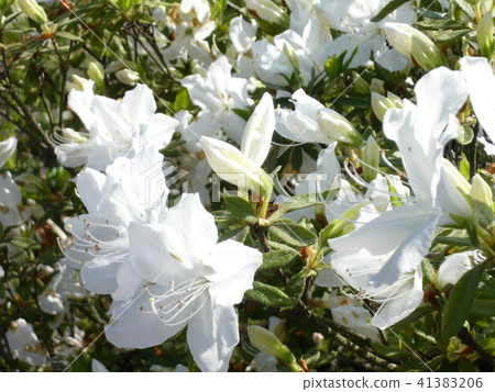 Azalea 41383206
